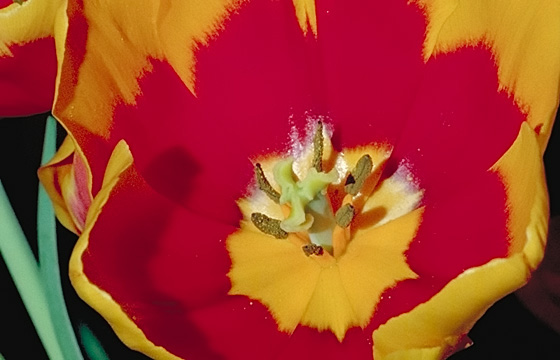 Tuple mit geöffneter Blüte: Rot-Gelb in Nahaufnahme