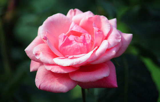 Rosafarbene Rosa, Nahaufnahme