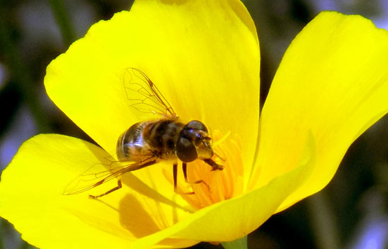 Biene auf Gelber Blume