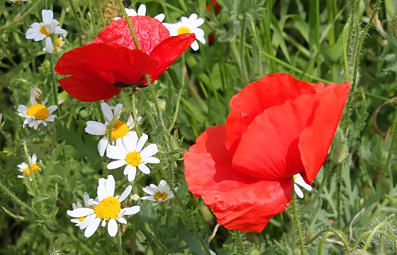 Mohnblumen, Nahaufnahme
