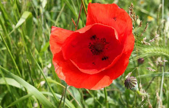 Mohnblume / Klatschmohn - Nahaufnahme