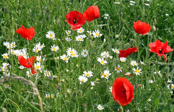 Mohnblumen, Kamille und Gräser auf Wiese