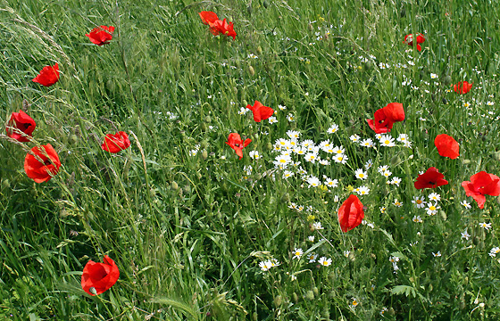 Wiese mit Mohnblumen, Kamille: Es ist Sommer!
