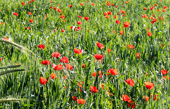 Sommerwiese mit Klatschmohn: Bunte Mohnblumen am Feld