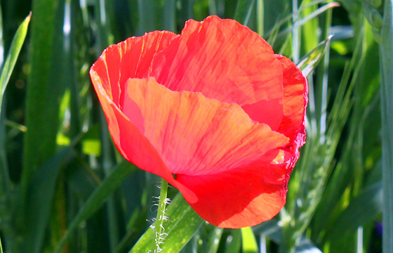 Mohnblume: Nahaufnahme. Klatschmohn