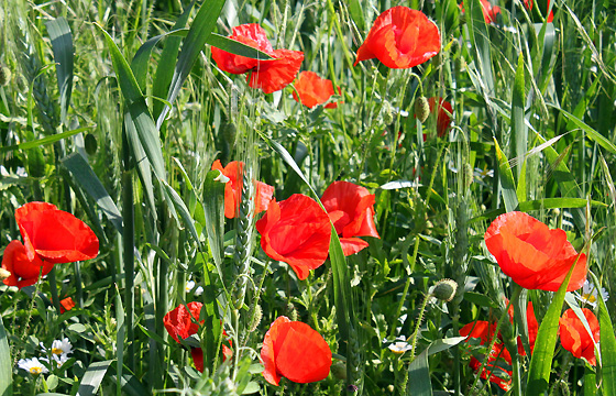 Rote Mohnblumen - Klatschmohn in freier Natur