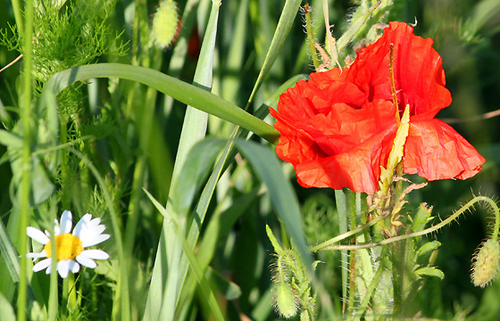 Nahaufnahme einer Mohnblume / Klatschmohn am Feld