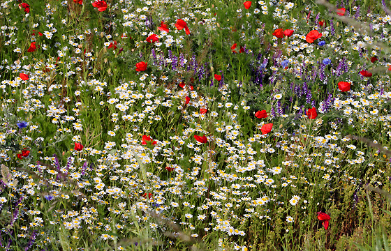 Sommerwiese: Mohn, Kamille u.a.