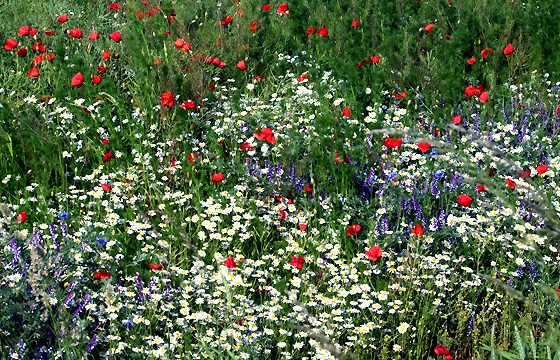 Bunte Wommerwiese - Natur erleben!