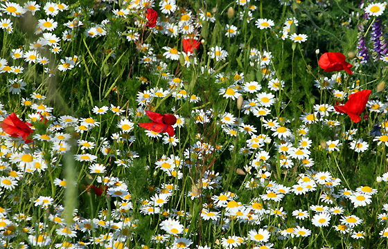 Bunte Sommerwiese: Wiesenromantik mit Kamille, Mohnblumen u.a.
