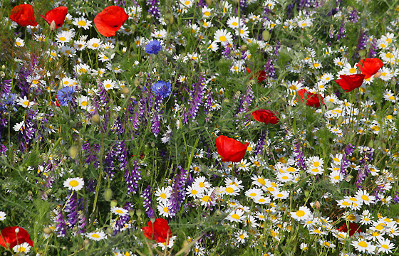 Kornblumen, Kamille, Mohnblumen auf einer duftenden Sommerwiese