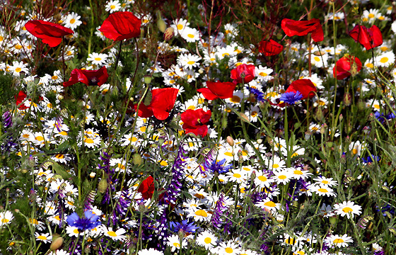 Bunte Sommerwiese mit Klatschmohn / Mohnblumen, Kamille, ....
