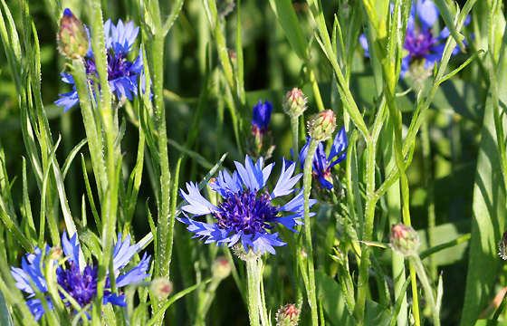 Kornblumen auf der Sommerwiese