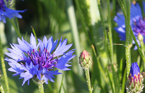 Kornblumen auf der Wiese