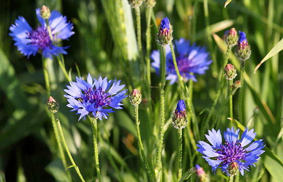 Kornblumen