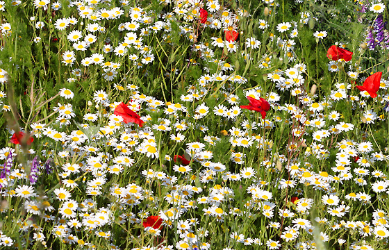 Kamille und Mohnblumen auf dem Feld