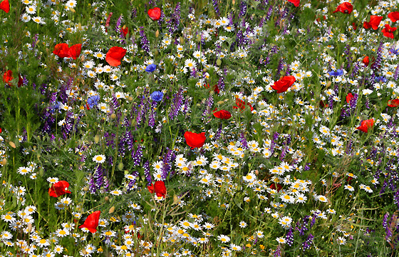 Bunte Sommerwiese
