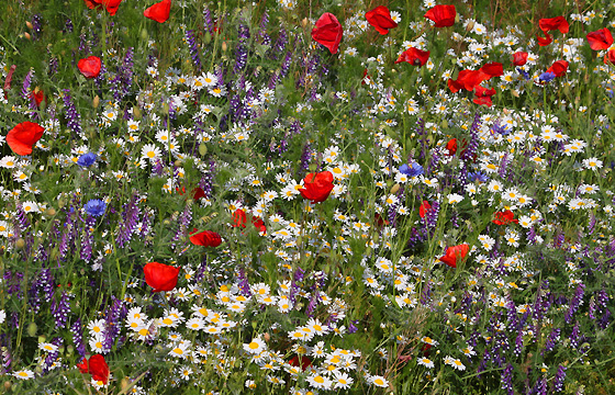 Bunte Sommerwiese mit Mohnblumen, Kamille, Kornblumen
