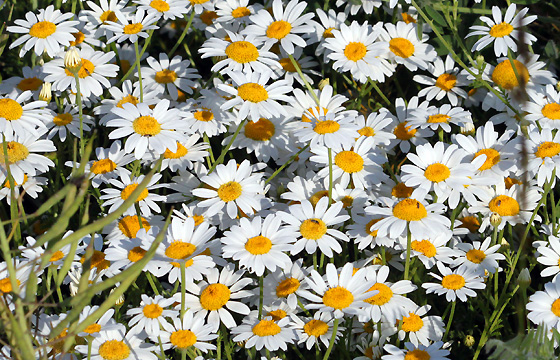 Kamille auf der Sommerwiese