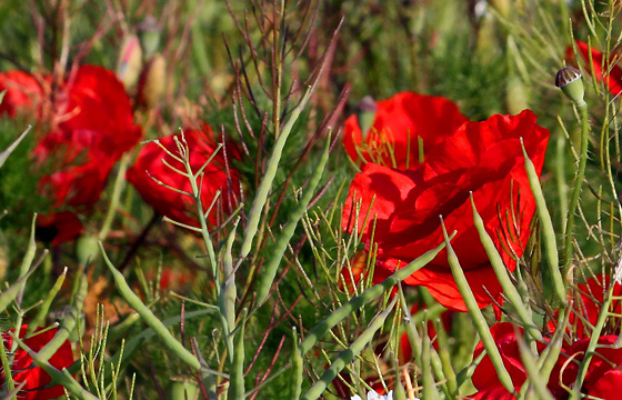 Mohnblumen / Klatschmohn - Nahaufnahme
