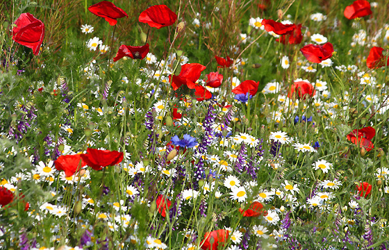 Bunte Sommerwiese mit Kamille, Mohnblumen u.a.