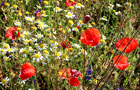 Sommerwiese mit Kamille und Klatschmohn