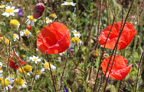 Mohnblumen am Feld / Sommerwiese