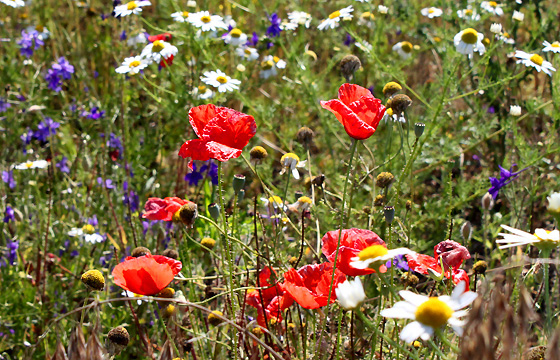 Bunte Sommerwiese: Mohnblumen, Kamille, Gräser ... Romantik!