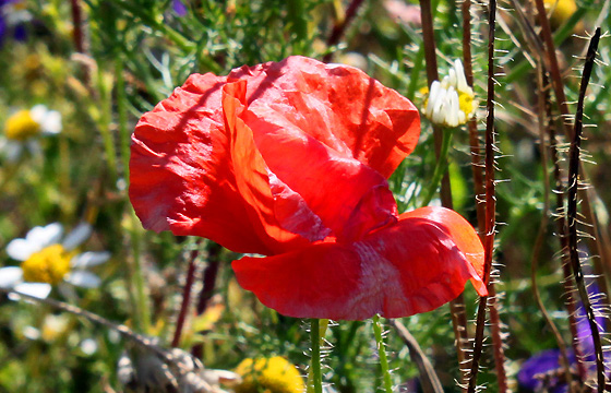 Mohnblume / Klatschmohn