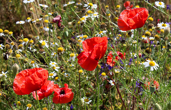 Duftende Sommerwiese mit Klatschmohn, Kamille u.a.