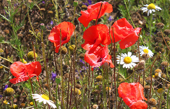 Klatschmohn - Mohnblumen auf einer Sommerwiese