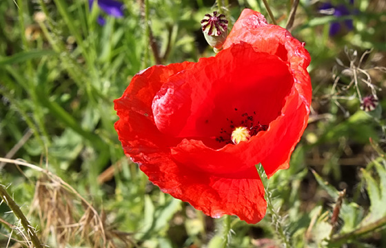 Rote Mohnblume / Klatschmohn in voller Blütenpracht