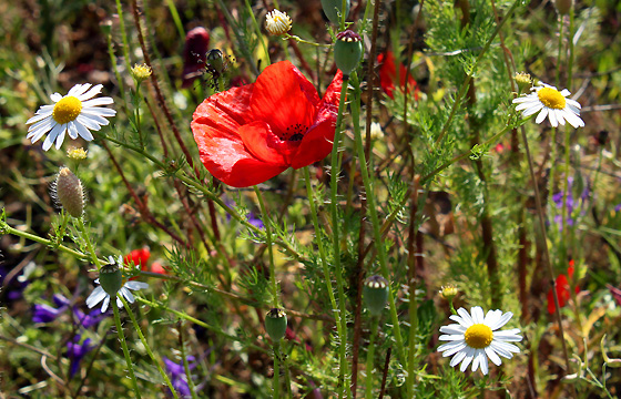 Duftende Sommerwiese mit Kamille & Klatschmohn / Mohnblume
