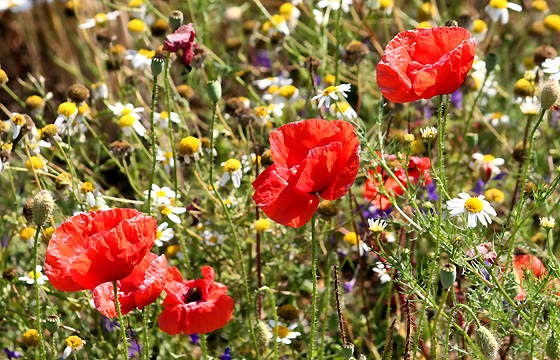 Mohnblumen im Feld