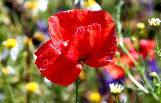 Mohnblume - Nahaufnahme - Klatschmohn