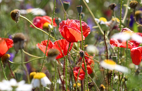 Sommerwiese mit Mohnblumen
