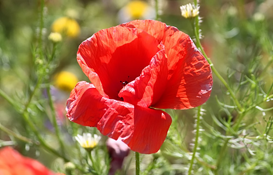 Monblume / Klatschmohn, Nahaufnahme