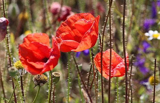 Mohnblumen auf einer Sommerwiese