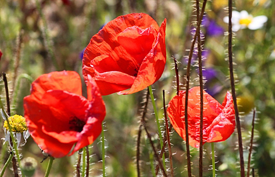 Mohnblumen im Feld