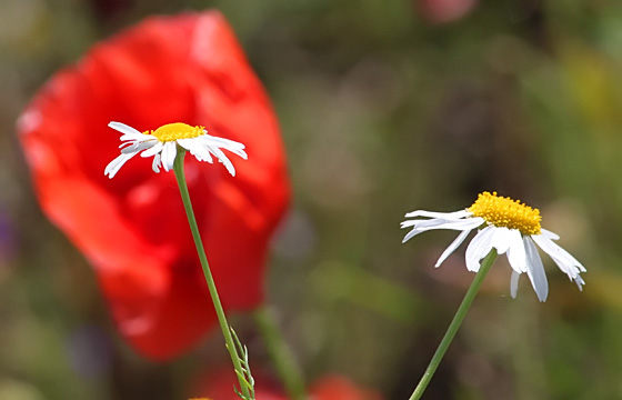 Kamille, im Hintergrund eine Mohnblume im Feld