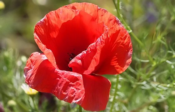 Rote Mohnblume - Klatschmohn in Nahaufnahme