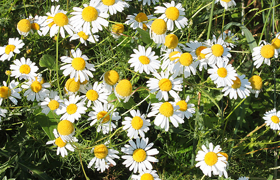 Kamille auf der Wiese