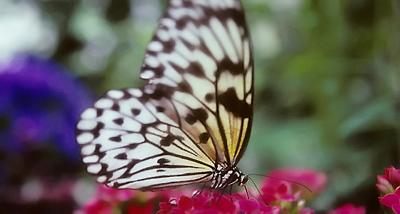 Schmetterling