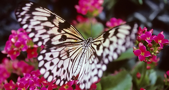 Schmetterling