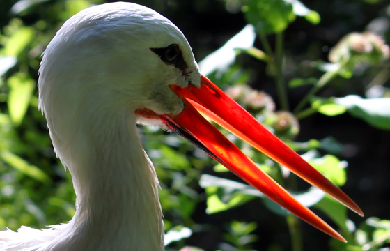 Tierportrait: Storch