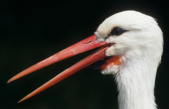 Tierfotografie: Storch - Tierportrait