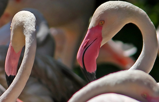 Flamingos