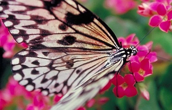 Schmetterling 