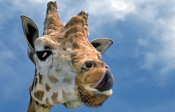 Tierportrait: Giraffe