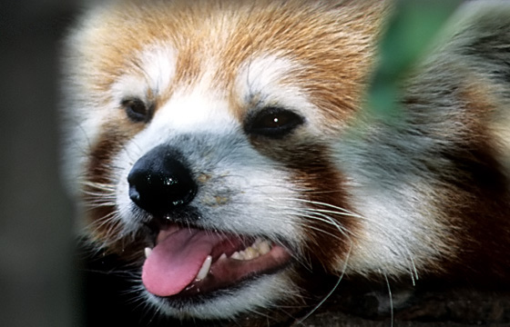 Tierportrait: Kleiner Panda